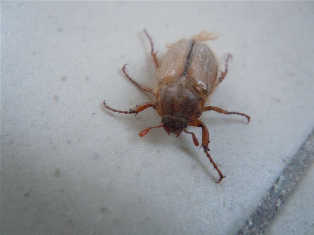 Melolonthidae - Amphimallon cf. solstitiale